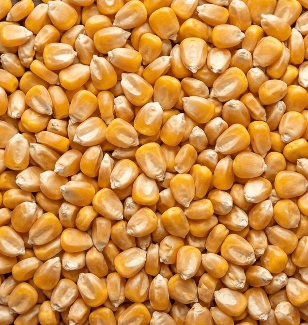Premium maize (Makka) — export quality