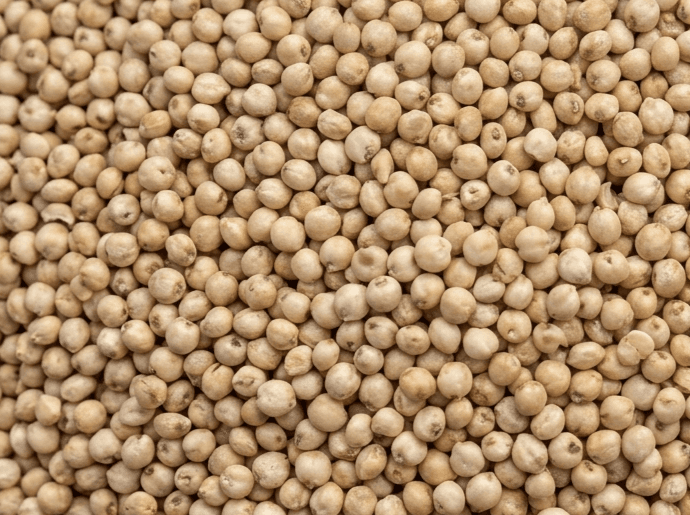 Premium sorghum (Jowar) — export quality