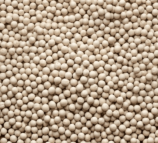 Premium white peas (Matar) — export quality